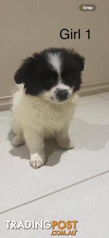 Maltese  X puppies for sale