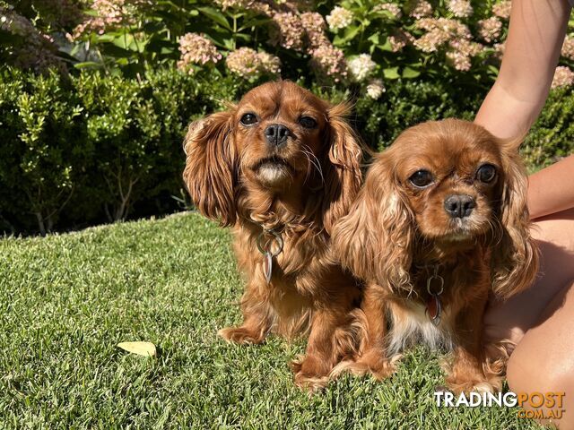 Pure Breed Cavalier King Charles Spaniel