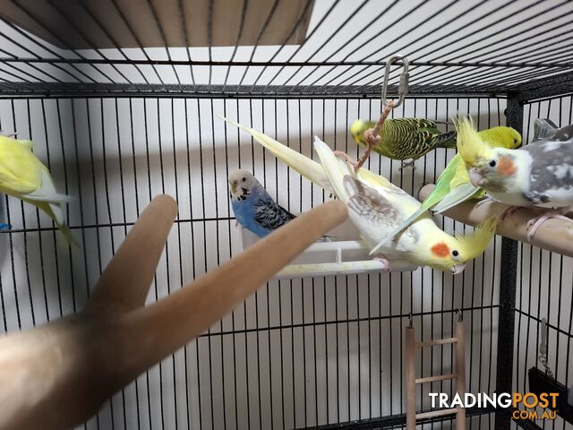 5  budgies, 2 cockteils with all set up.