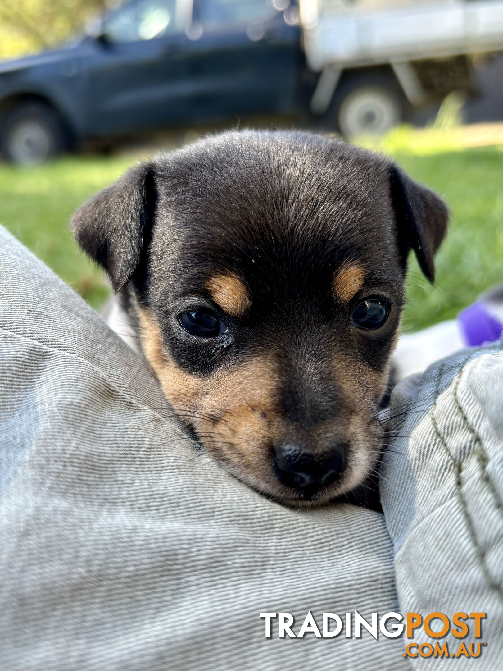 Mini Foxie Pups