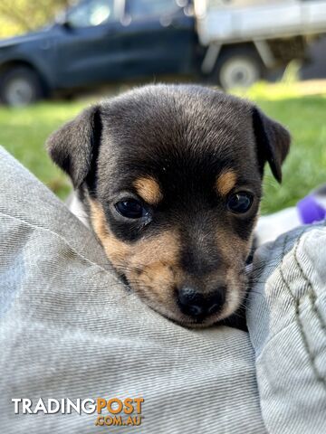 Mini Foxie Pups