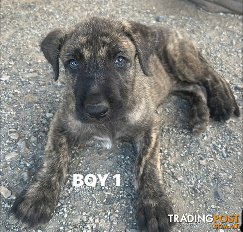 Purebred Irish Wolfhounds