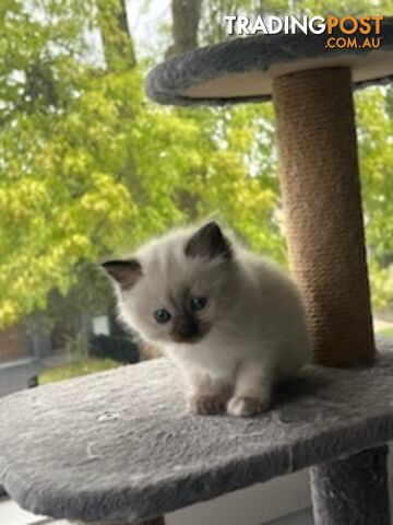 Ragdoll Kittens