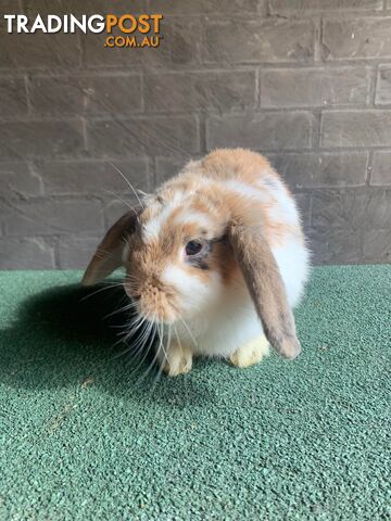 Female Mini Lop Rabbit