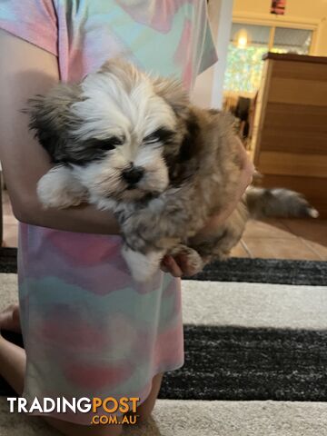 1x female Lhasa Apso puppy