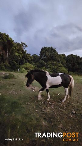 Miniature stallion. Black and White Tovero