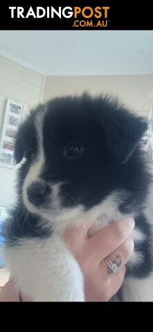 Border Collie Puppies