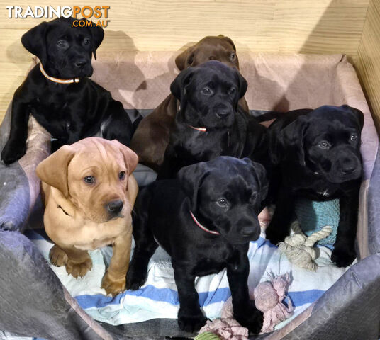 Vizslador Puppies (Vizsla x Labrador) x 8