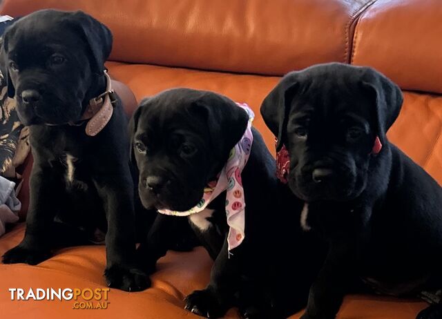 Cane corso puppies purebred