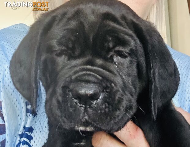 Cane corso puppies purebred