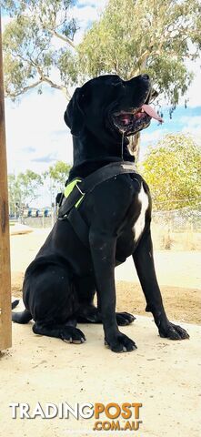 Cane corso puppies purebred
