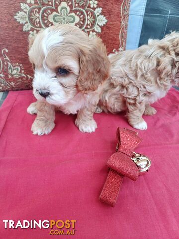 Cavoodle puppies