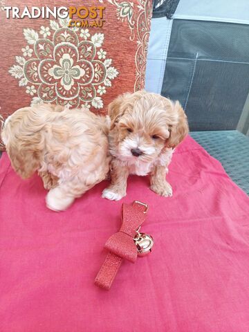 Cavoodle puppies