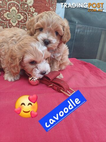 Cavoodle puppies