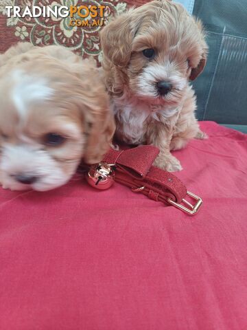 Cavoodle puppies