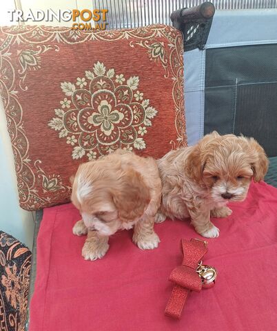 Cavoodle puppies