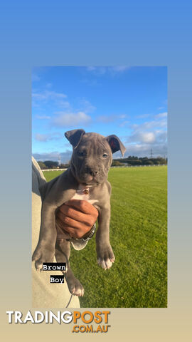 PURE BREED BLUE AMERICAN STAFFY PUPPIES