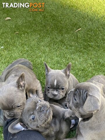 Stunning French bulldogs