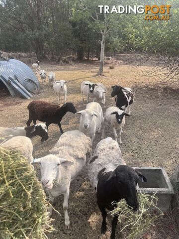 Australian dorper sheep lambs