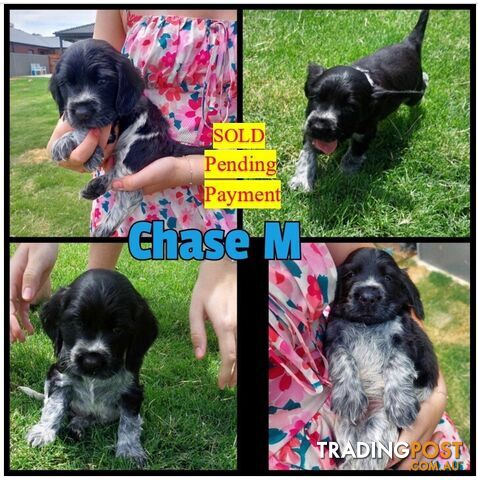 Purebred Blue Roan Cocker Spaniel Puppies.