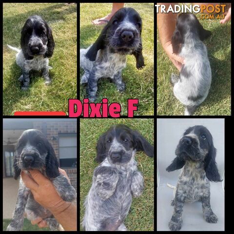 Purebred Blue Roan Cocker Spaniel Puppies.