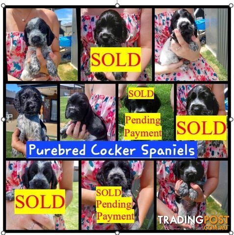 Purebred Blue Roan Cocker Spaniel Puppies.