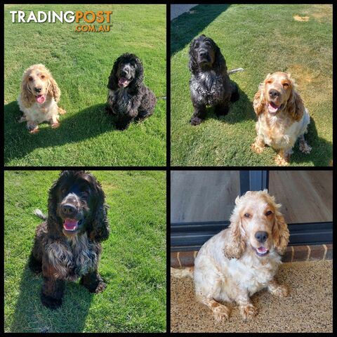 Purebred Blue Roan Cocker Spaniel Puppies.