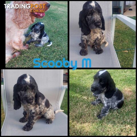 Purebred Blue Roan Cocker Spaniel Puppies.