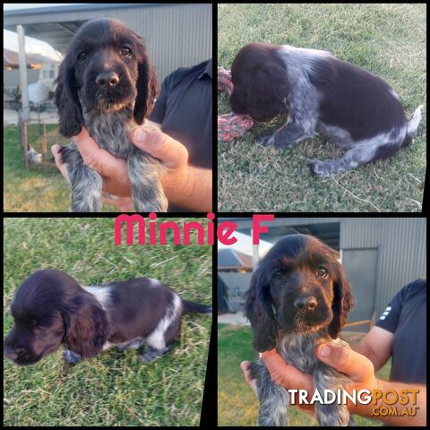 Purebred Blue Roan Cocker Spaniel Puppies.