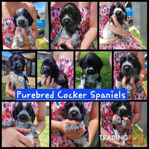 Purebred Blue Roan Cocker Spaniel Puppies