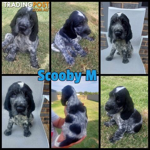 Purebred Blue Roan Cocker Spaniel Puppies.