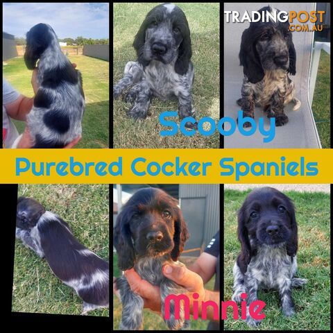 Purebred Blue Roan Cocker Spaniel Puppies.