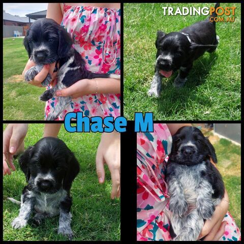 Purebred Blue Roan Cocker Spaniel Puppies