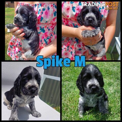 Purebred Blue Roan Cocker Spaniel Puppies