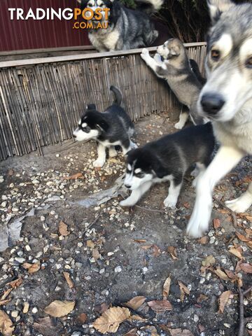 Alaskan Malamute Puppies Ready for forever home now