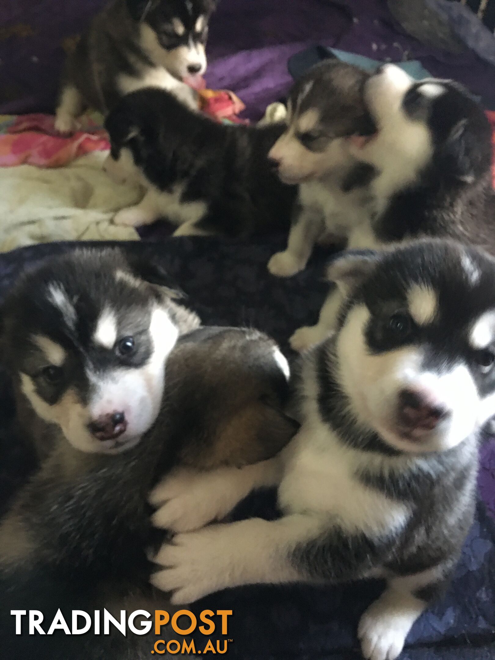 Alaskan Malamute Puppies Boys  and girls