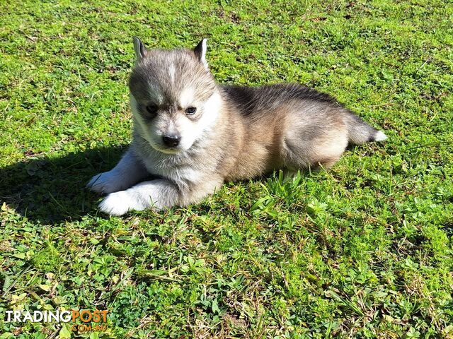 Siberian Husky Puppy  update 29th  May
