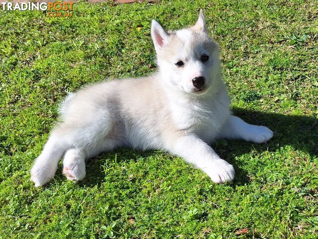 Siberian Husky Puppy STILL AVAIL  UPDATE 14th June