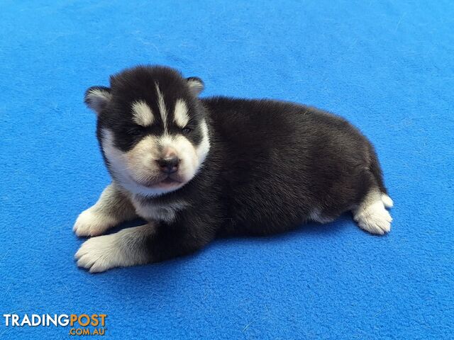 Siberian Husky Puppies