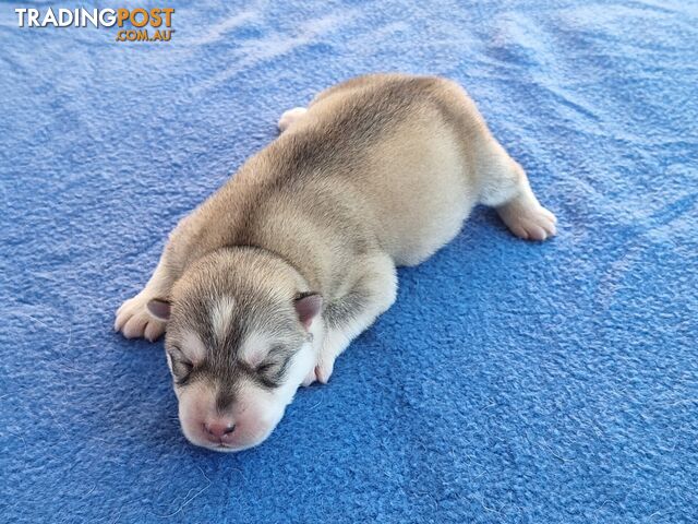 Siberian Husky Puppies