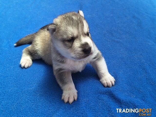 Siberian Husky Puppies update 2nd Jan