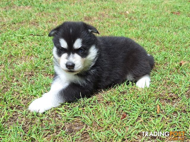 Siberian Husky Puppies update 10th Jan