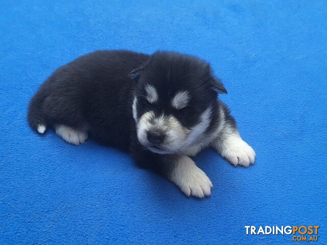 Siberian Husky Puppies update 2nd Jan