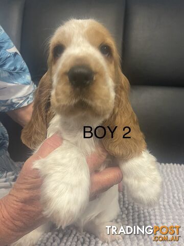 English Cocker Spaniel Puppies