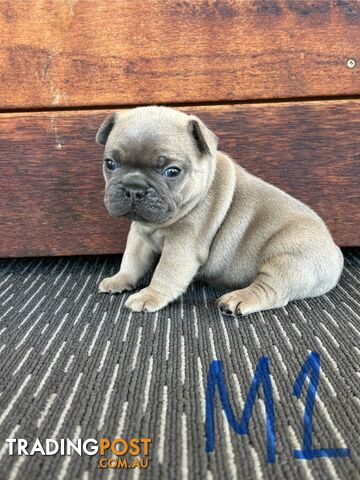 Purebred French Bulldog Puppies