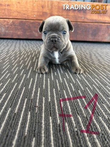 Purebred French Bulldog Puppies