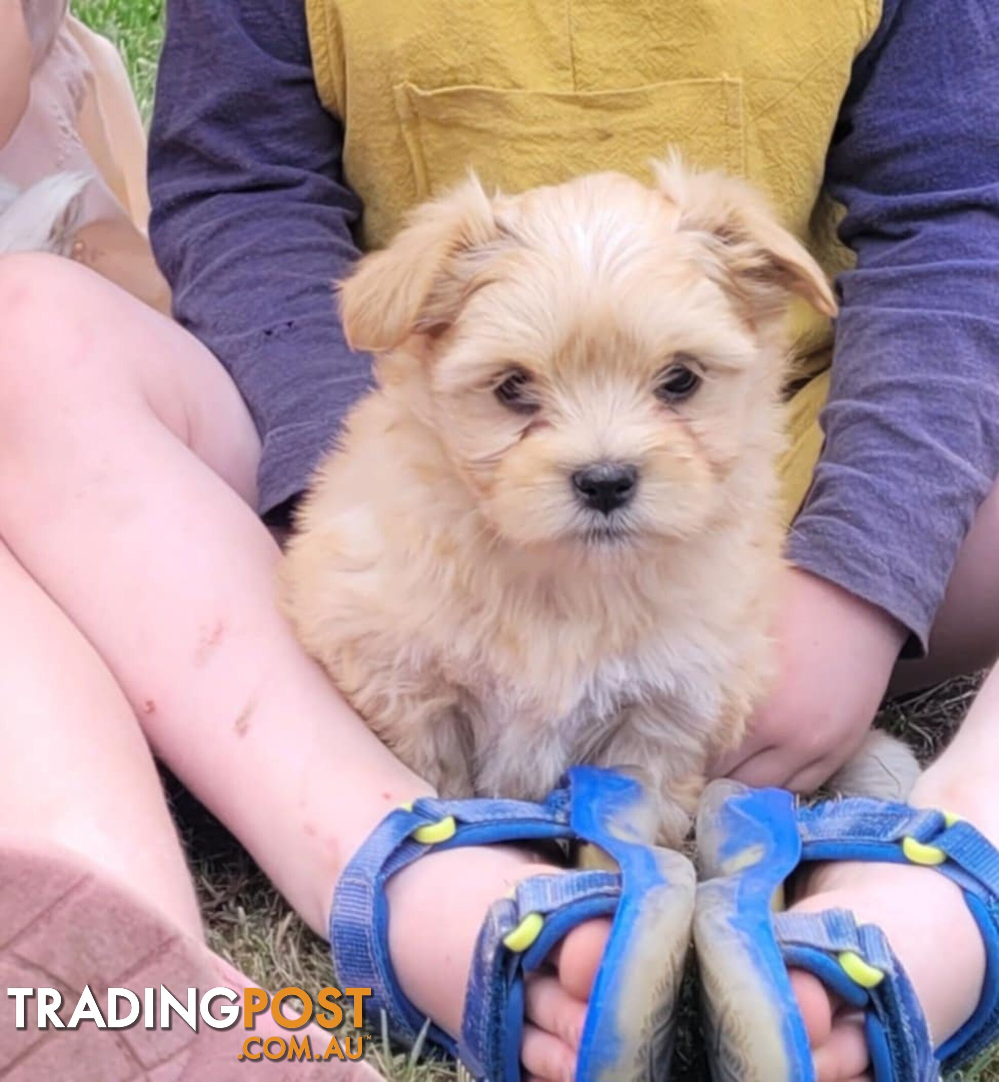 Adorable Maltese x Shihtzu puppies x 4