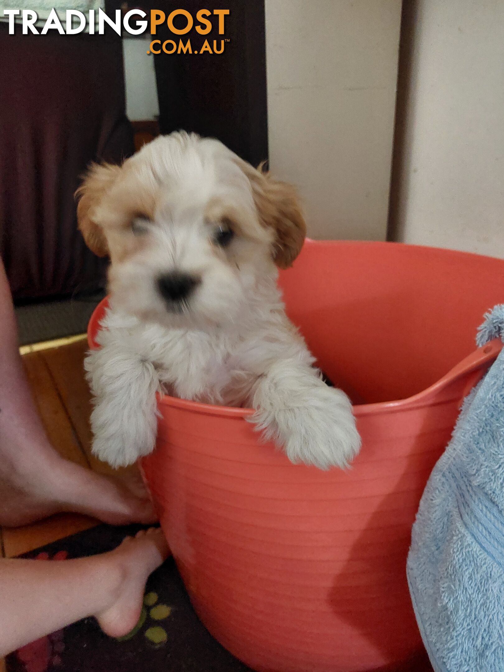 Adorable Maltese x Shihtzu puppies x 4