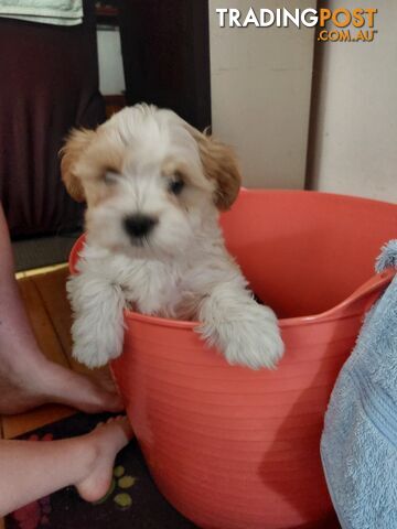 Adorable Maltese x Shihtzu puppies x 4