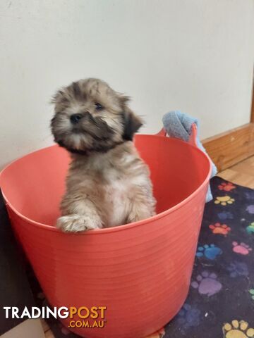 Adorable Maltese x Shihtzu puppies x 4